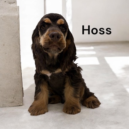 puppy, for, sale, Cocker Spaniel, Joe & Cherri  Overlease, dog, breeder, Miller, MO, dog-breeder, puppy-for-sale, forsale, nearby, find, puppyfind, locator, puppylocator, aca